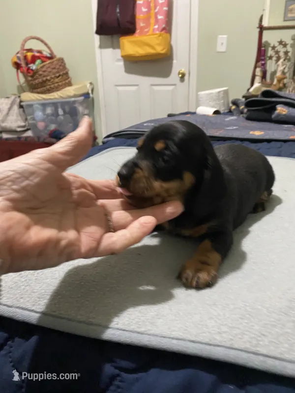 Dewayne – Miniature Dachshund puppy for sale in Ocilla, GA