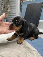 Dewayne, a male Miniature Dachshund for sale in Ocilla, GA – 4 of 7