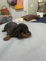 Tabitha , a female Miniature Dachshund for sale in Ocilla, GA – Photo 1 of 5