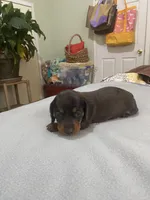 Tabitha , a female Miniature Dachshund for sale in Ocilla, GA – Photo 4 of 5