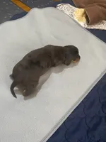 Tabitha , a female Miniature Dachshund for sale in Ocilla, GA – Photo 5 of 5