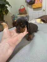 Tabitha , a female Miniature Dachshund for sale in Ocilla, GA – Photo 2 of 5