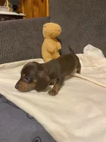 Eli, a male Miniature Dachshund for sale in Ocilla, GA – 6 of 6