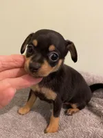 Emma, a female Chiweenie for sale in Ocilla, GA – Photo 1 of 3