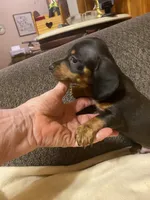 Ezra, a male Miniature Dachshund for sale in Ocilla, GA – 4 of 5