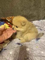 Teddy Ruxpin, a male Pomeranian for sale in Ocilla, GA – 2 of 4