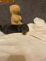Ezra, a male Miniature Dachshund for sale in Ocilla, GA – 5 of 5