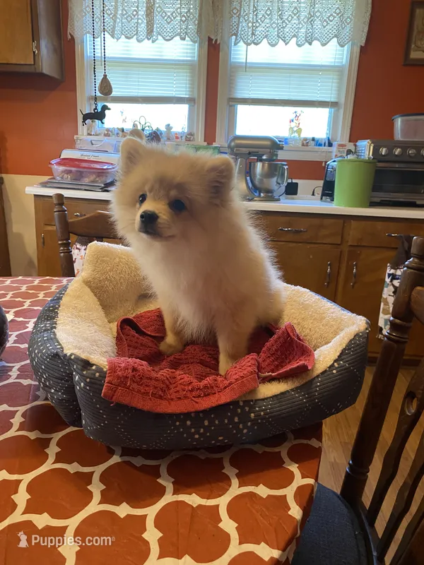 Teddy Ruxpin – Pomeranian puppy for sale in Ocilla, GA