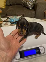 Judy, a female Miniature Dachshund for sale in Ocilla, GA – 2 of 4