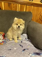 Teddy Ruxpin, a male Pomeranian for sale in Ocilla, GA – 4 of 4