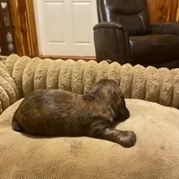 Johnny, a male Miniature Dachshund for sale in Ocilla, GA – Photo 8 of 8