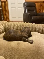 Johnny, a male Miniature Dachshund for sale in Ocilla, GA – Photo 8 of 8