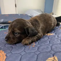 Johnny, a male Miniature Dachshund for sale in Ocilla, GA – Photo 3 of 8