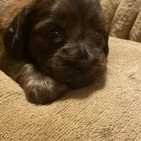 Johnny, a male Miniature Dachshund for sale in Ocilla, GA – Photo 7 of 8