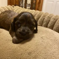 Johnny, a male Miniature Dachshund for sale in Ocilla, GA – Photo 5 of 8