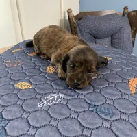 Johnny, a male Miniature Dachshund for sale in Ocilla, GA – Photo 2 of 8