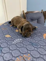 Johnny, a male Miniature Dachshund for sale in Ocilla, GA – Photo 2 of 8