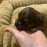 Johnny, a male Miniature Dachshund for sale in Ocilla, GA – Photo 6 of 8