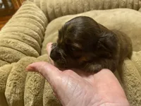 Johnny, a male Miniature Dachshund for sale in Ocilla, GA – Photo 6 of 8