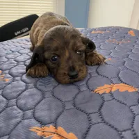 Johnny, a male Miniature Dachshund for sale in Ocilla, GA – Photo 1 of 8