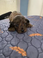 Johnny, a male Miniature Dachshund for sale in Ocilla, GA – Photo 1 of 8