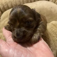 Johnny, a male Miniature Dachshund for sale in Ocilla, GA – Photo 4 of 8