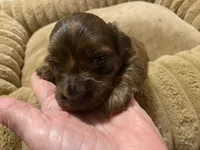 Johnny, a male Miniature Dachshund for sale in Ocilla, GA – Photo 4 of 8