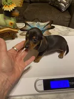 Judy, a female Miniature Dachshund for sale in Ocilla, GA – 3 of 4