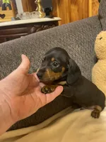 Ezra, a male Miniature Dachshund for sale in Ocilla, GA – 2 of 5