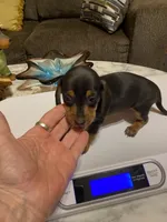 Judy, a female Miniature Dachshund for sale in Ocilla, GA – 4 of 4
