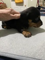 Dewayne, a male Miniature Dachshund for sale in Ocilla, GA – 6 of 7