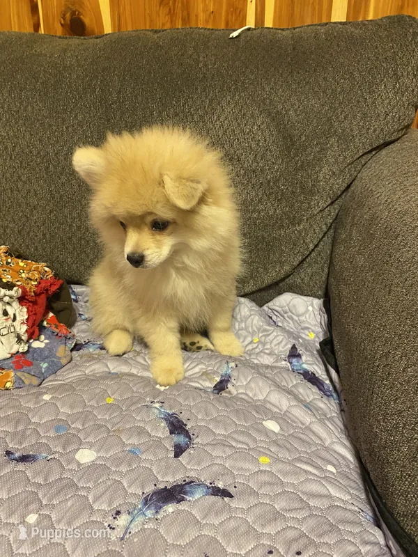 Teddy Ruxpin – Pomeranian puppy for sale in Ocilla, GA