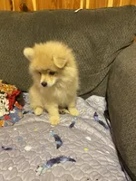 Teddy Ruxpin, a male Pomeranian for sale in Ocilla, GA – 1 of 4