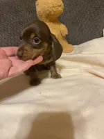 Eli, a male Miniature Dachshund for sale in Ocilla, GA – 3 of 6