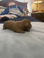 Tobias , a male Miniature Dachshund for sale in Ocilla, GA – Photo 3 of 3