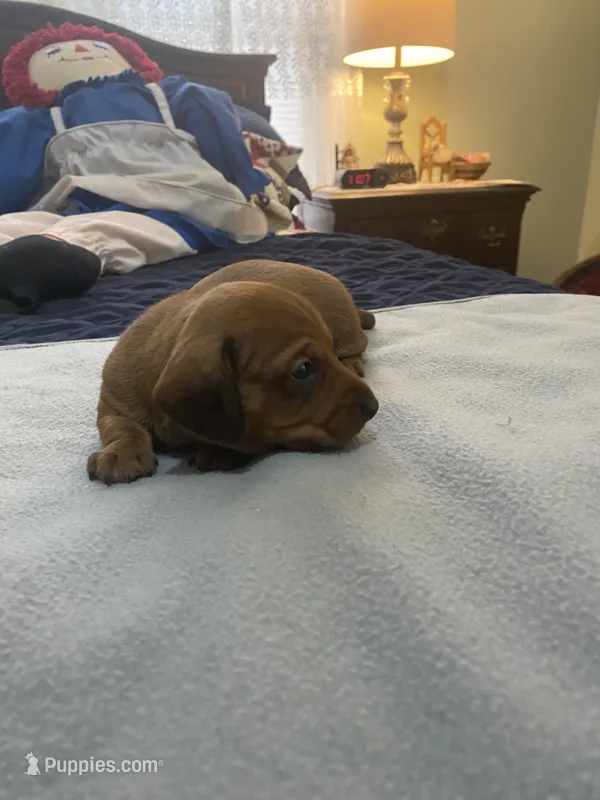Tobias , a male Miniature Dachshund for sale in Ocilla, GA – Photo 1 of 3