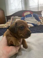 Tobias , a male Miniature Dachshund for sale in Ocilla, GA – Photo 2 of 3