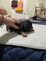 Dewayne, a male Miniature Dachshund for sale in Ocilla, GA – 3 of 7