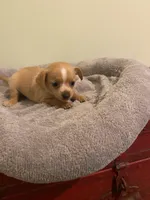 Etta Mae, a female Chiweenie for sale in Ocilla, GA – Photo 4 of 4