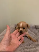 Etta Mae, a female Chiweenie for sale in Ocilla, GA – Photo 3 of 4