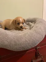 Etta Mae, a female Chiweenie for sale in Ocilla, GA – Photo 2 of 4