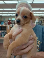 Etta Mae, a female Chiweenie for sale in Ocilla, GA – Photo 1 of 4