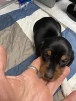 Dewayne, a male Miniature Dachshund for sale in Ocilla, GA – 5 of 7