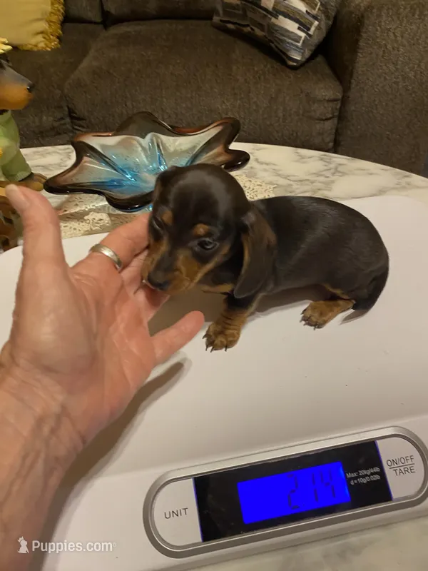 Judy – Miniature Dachshund puppy for sale in Ocilla, GA