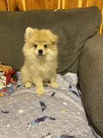 Teddy Ruxpin, a male Pomeranian for sale in Ocilla, GA – 3 of 4