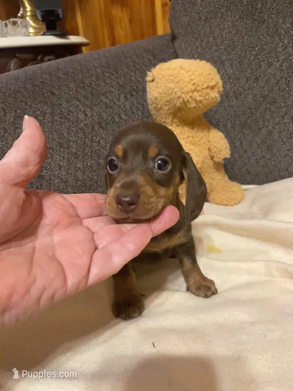 Eli – Miniature Dachshund puppy for sale in Ocilla, GA