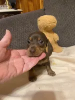Eli, a male Miniature Dachshund for sale in Ocilla, GA – 1 of 6