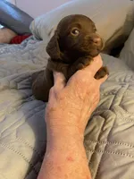 Gideon, a male Miniature Dachshund for sale in Ocilla, GA – Photo 4 of 5