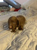 Gideon, a male Miniature Dachshund for sale in Ocilla, GA – Photo 5 of 5