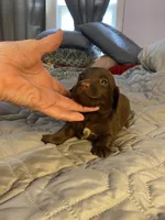 Gideon, a male Miniature Dachshund for sale in Ocilla, GA – Photo 3 of 5